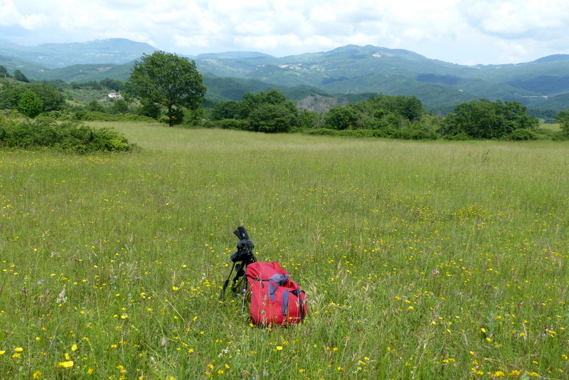 Ophrys lacaitae tra introgressioni e forme ibride  Molise 2023.